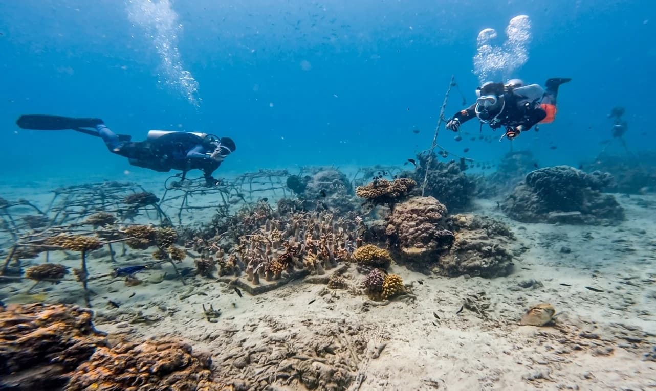 Can You Learn 3D Photogrammetry as a Recreational Diver?